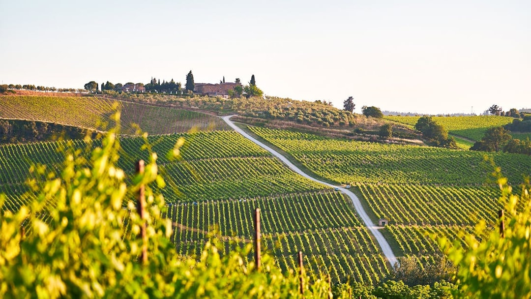 Chianti vineyards with winding path and distant farmhouse in Tuscany, Italy.