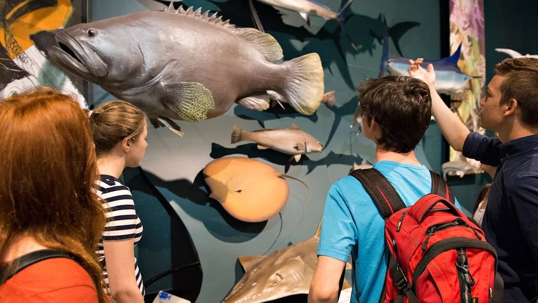 Visitors observing marine life exhibits at a Darwin museum during a guided city tour.