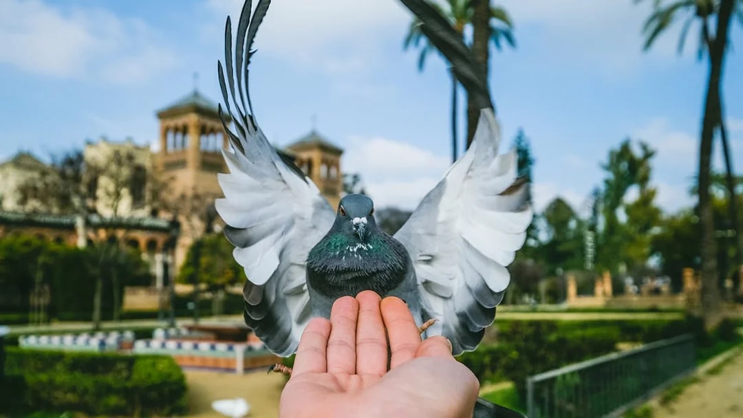 Pigeon landing on a hand in a Seville park with historic architecture in the background.