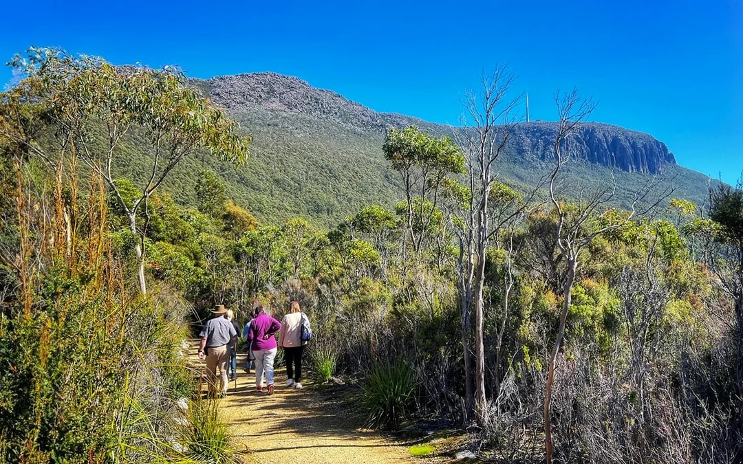 Guided Tour of Mt Wellington Image 2
