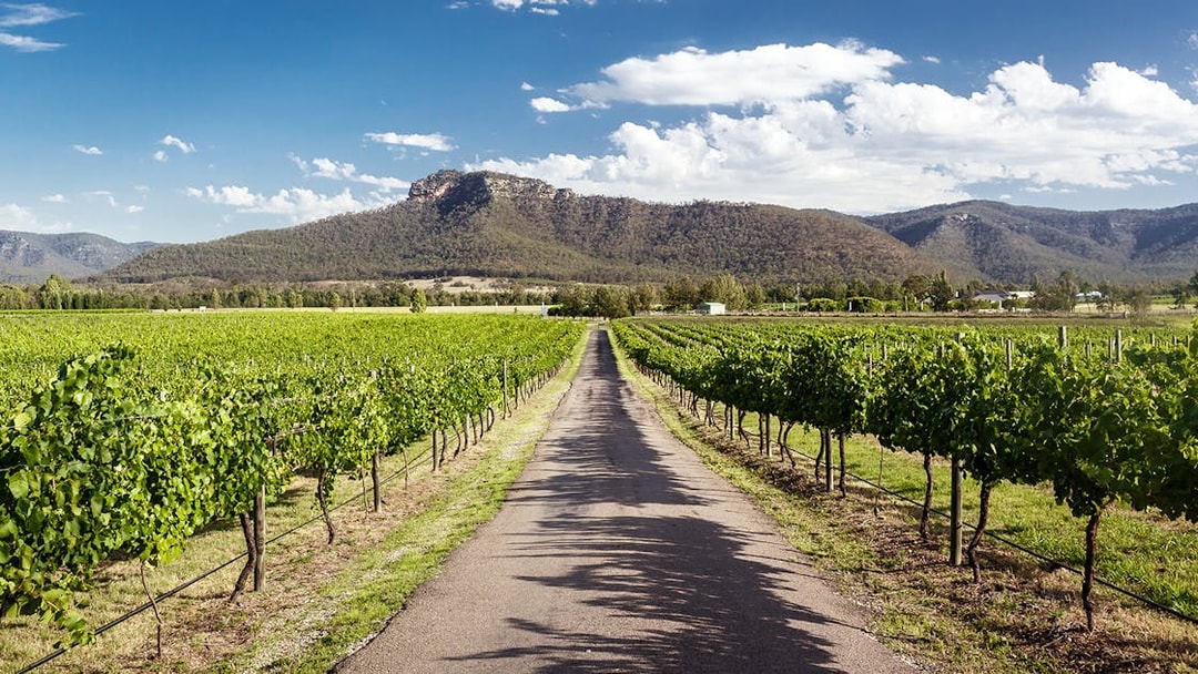 Vineyard rows with mountain backdrop in Hunter Valley, Australia.
