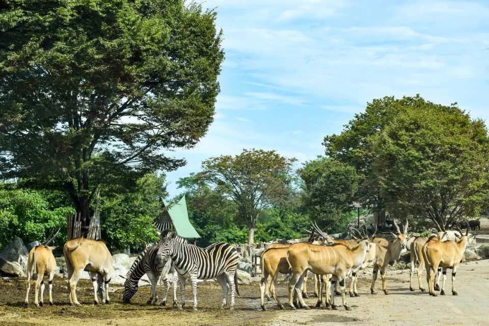 Gunma Wildlife Park, Japan | Electronic Admission Ticket
