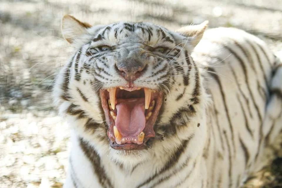 Gunma Wildlife Park, Japan | Electronic Admission Ticket