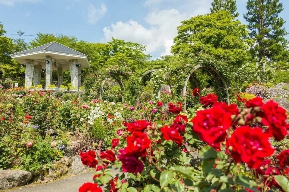 Hakone Gora Park admission ticket + tea ceremony experience (Hakone, Kanagawa Prefecture)