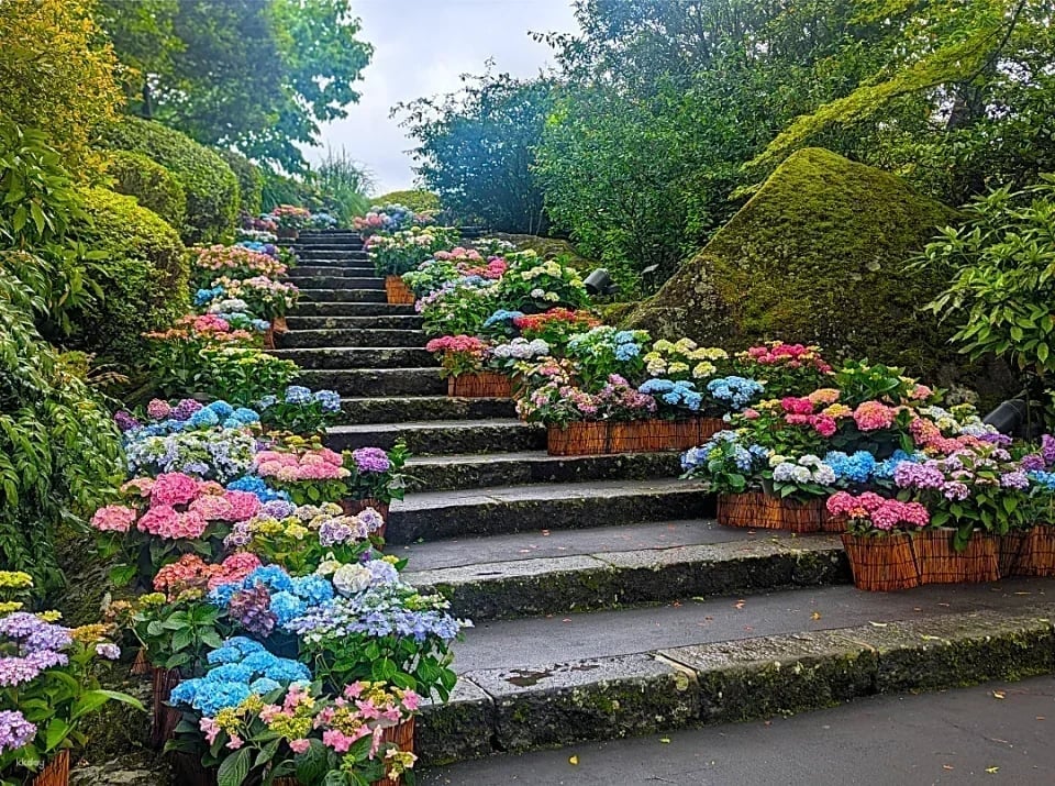 Hakone Gora Park admission ticket + tea ceremony experience (Hakone, Kanagawa Prefecture)