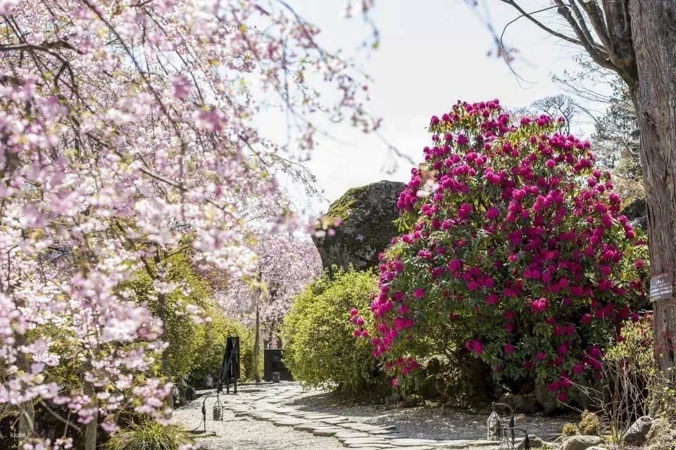 Hakone Gora Park admission ticket + tea ceremony experience (Hakone, Kanagawa Prefecture)