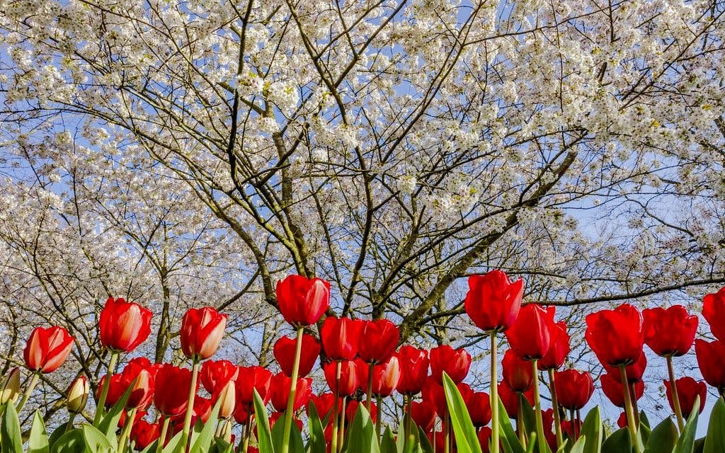 Red tulips and blossoming trees at Keukenhof Gardens, Amsterdam.
