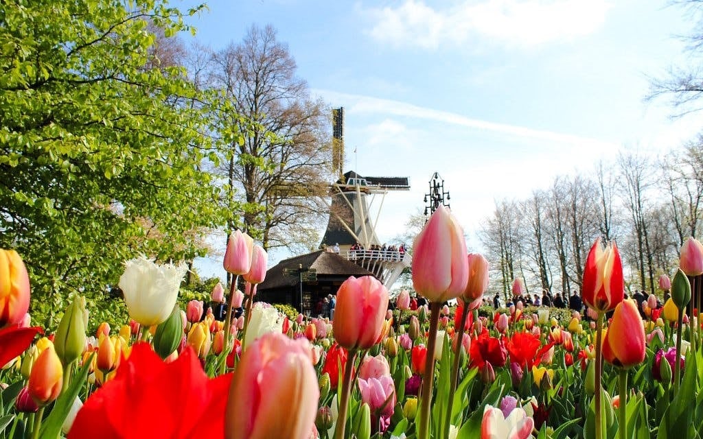 Keukenhof and Zaanse Schans Guided Day Trip from Amsterdam