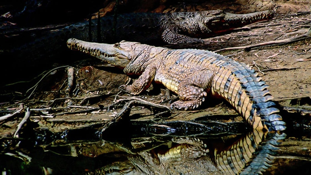 Crocodile resting by the water at Hartley’s Crocodile Adventures.