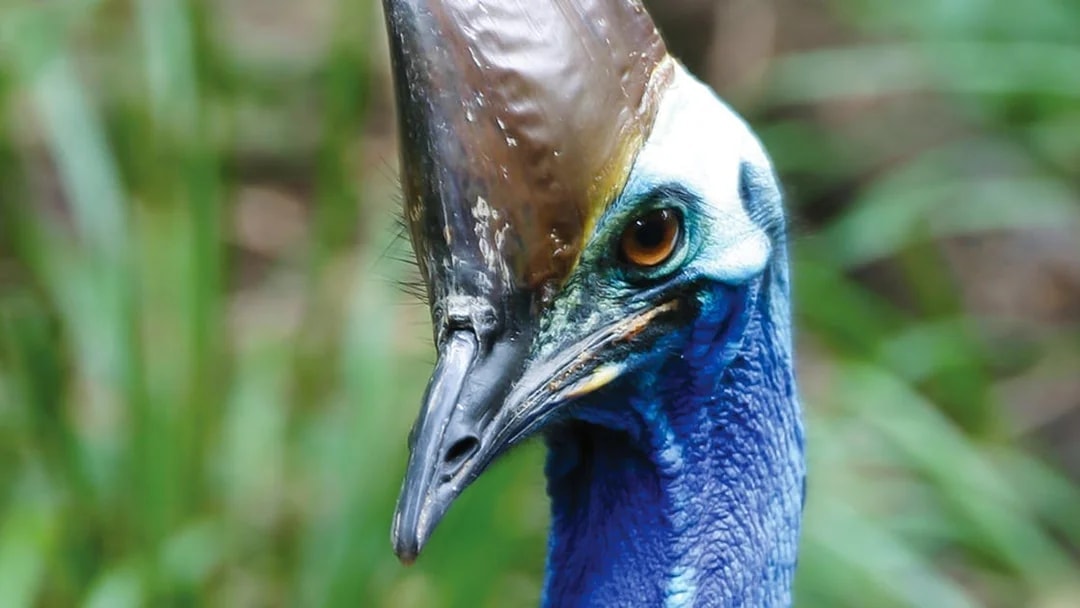 Cassowary close-up at Hartley’s Crocodile Adventures, Australia.