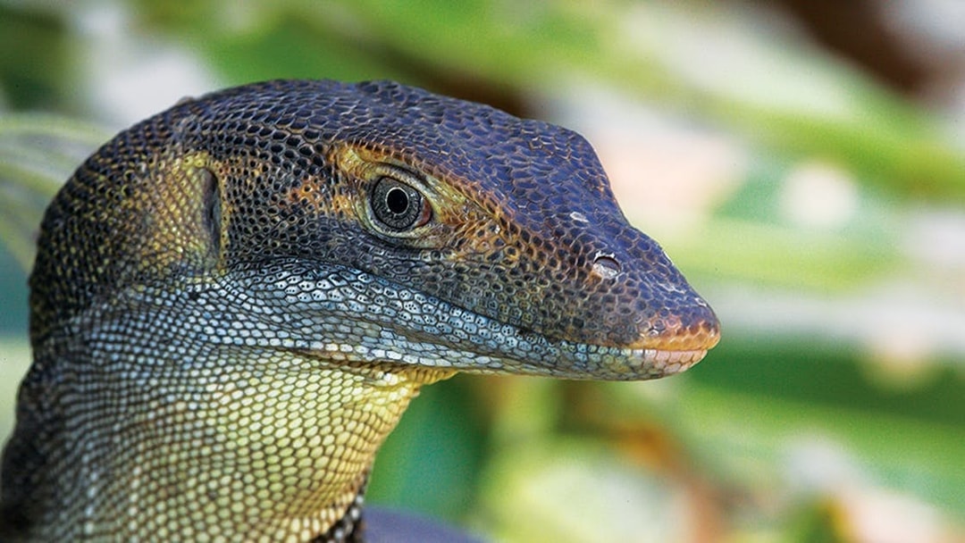 Monitor lizard at Hartley’s Crocodile Adventures, Australia.