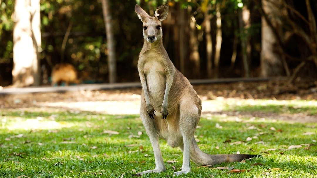 Kangaroo standing on grass at Hartley’s Crocodile Adventures.