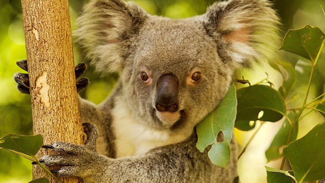 Koala clinging to a tree at Hartley’s Crocodile Adventures, Australia.