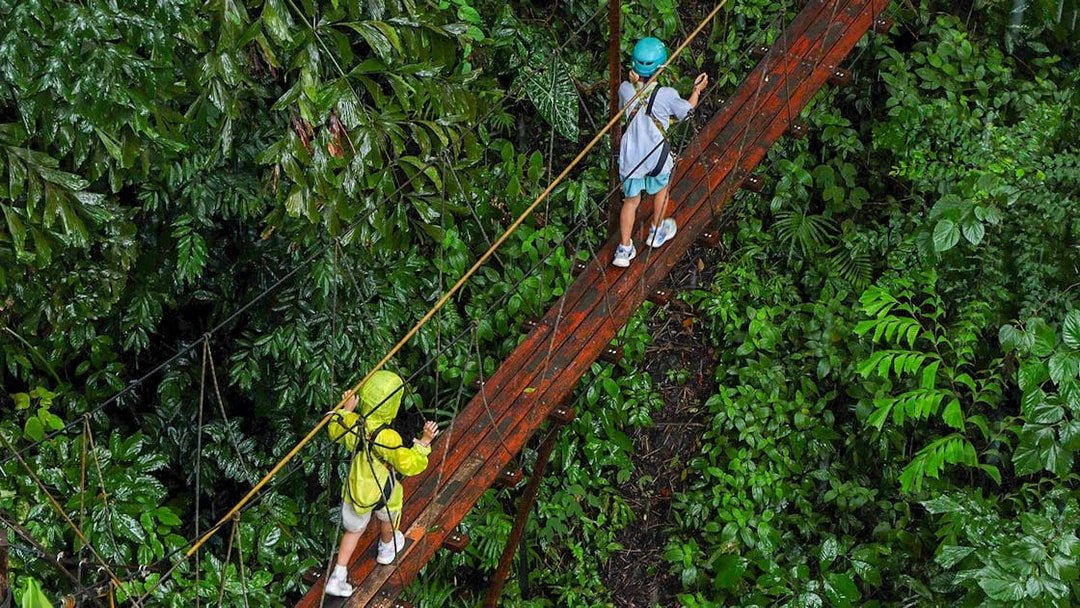 Visitors crossing a canopy bridge at Hanuman World zipline adventure in lush rainforest.