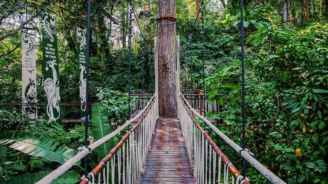 Skywalk at Hanuman World surrounded by lush forest vegetation.
