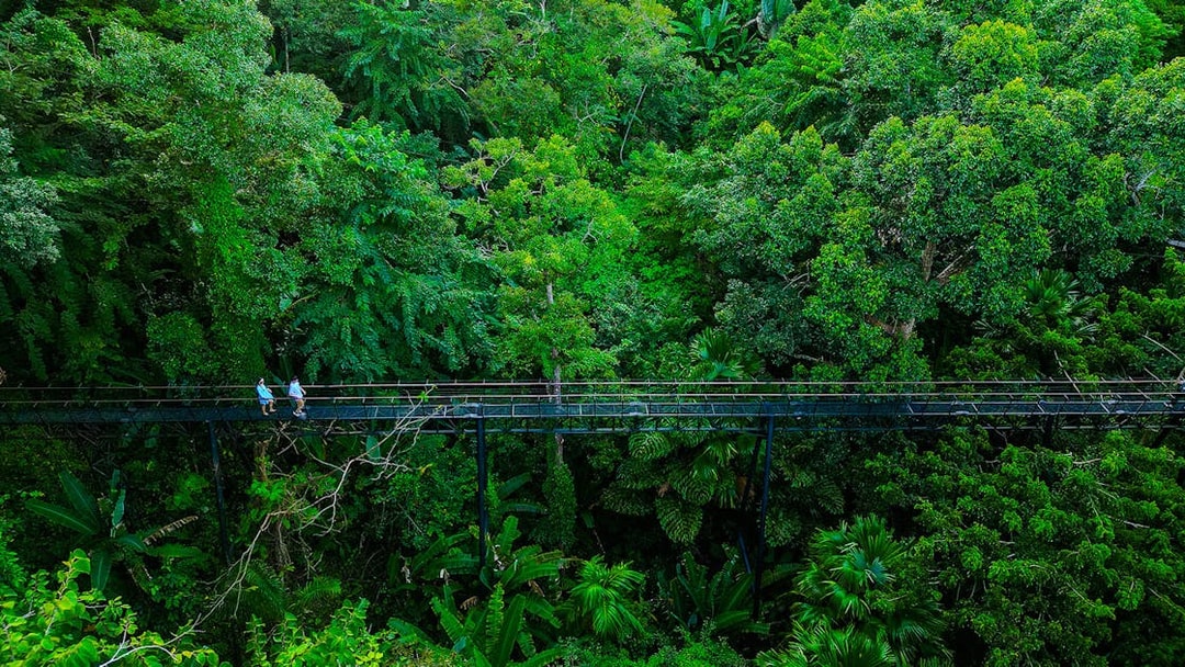 Skywalk through lush forest canopy at Hanuman World, Thailand.