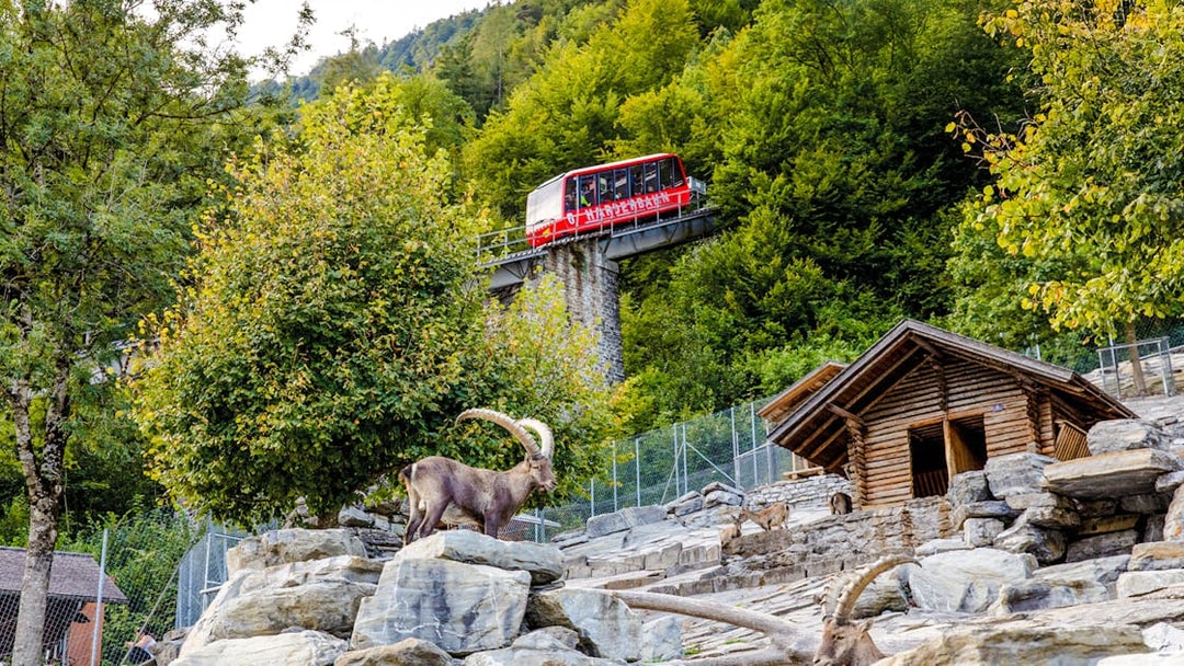 Harder Kulm funicular passing above wildlife park with ibex in foreground.