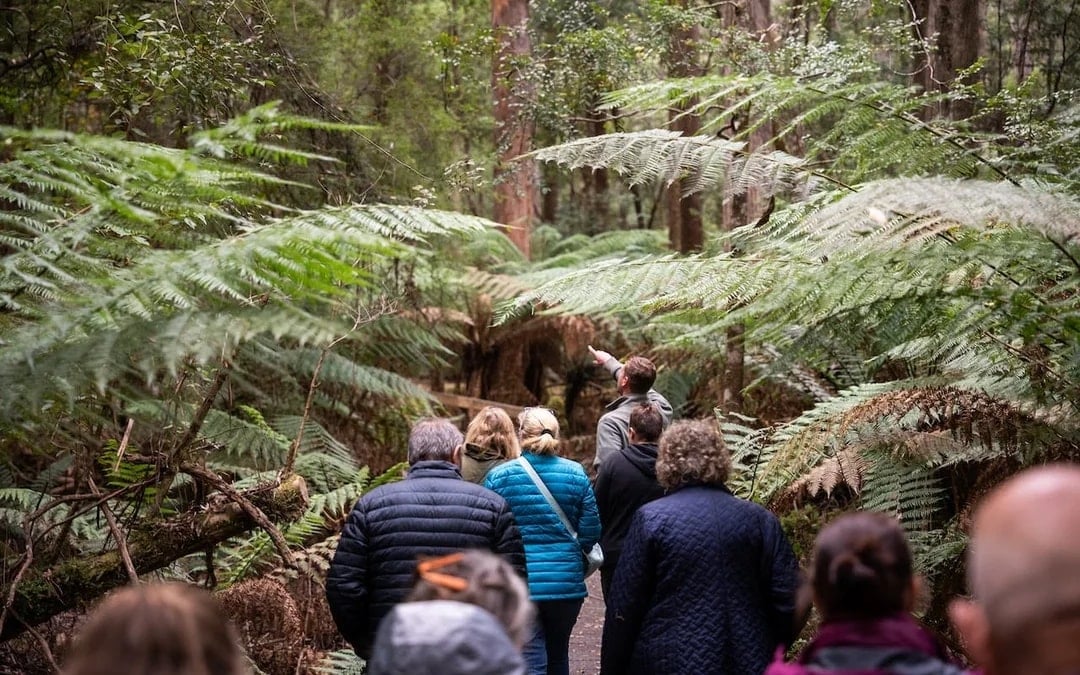 Hastings Caves, Tahune Airwalk and the Huon tasting trail Image 1