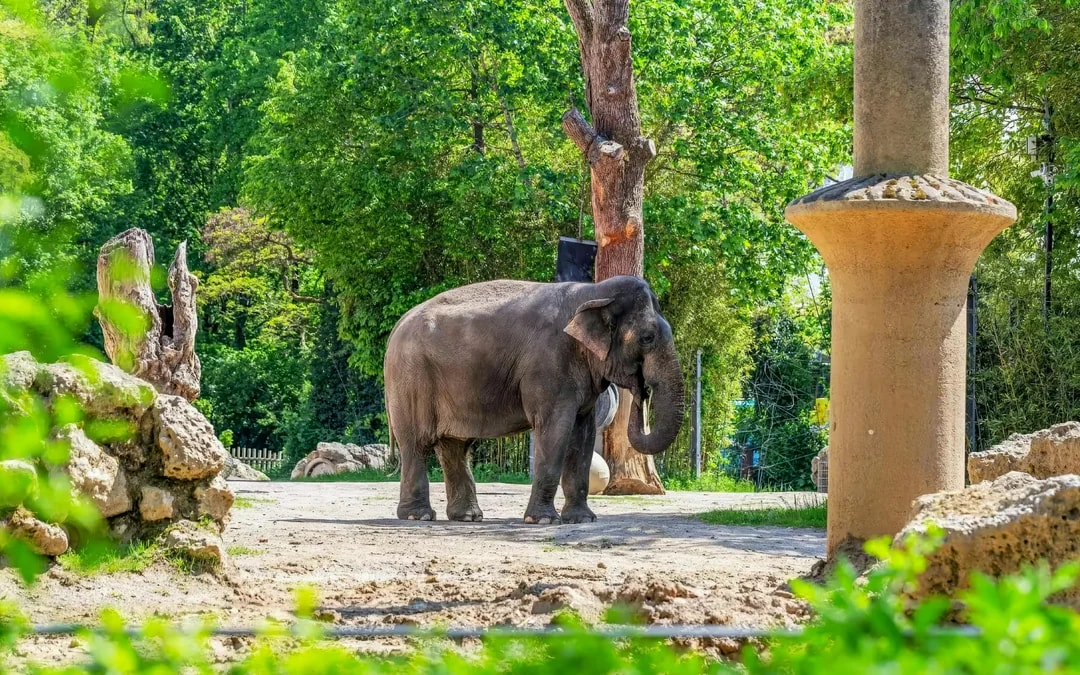 Hellabrunn Zoo Entry Tickets Image 6
