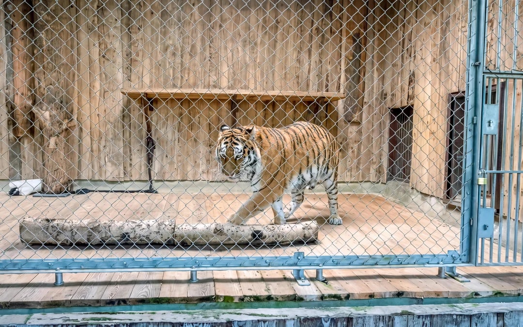 Hellabrunn Zoo Entry Tickets Image 7