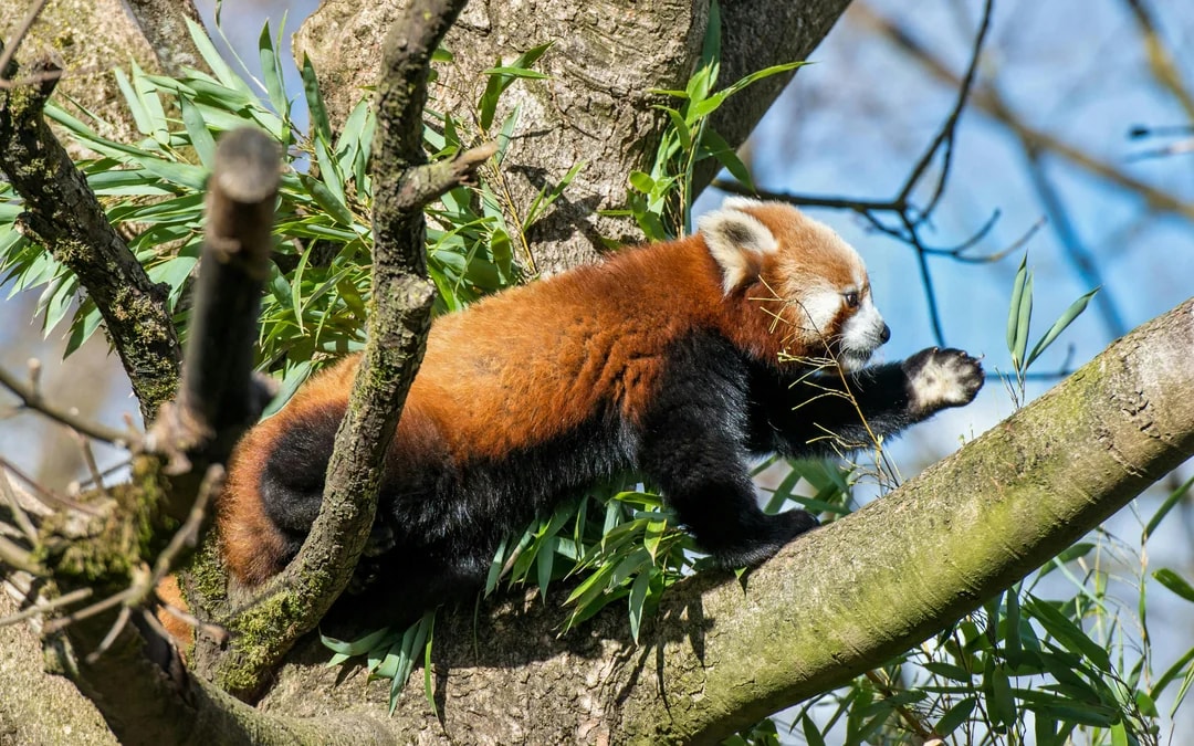 Hellabrunn Zoo Entry Tickets Image 9