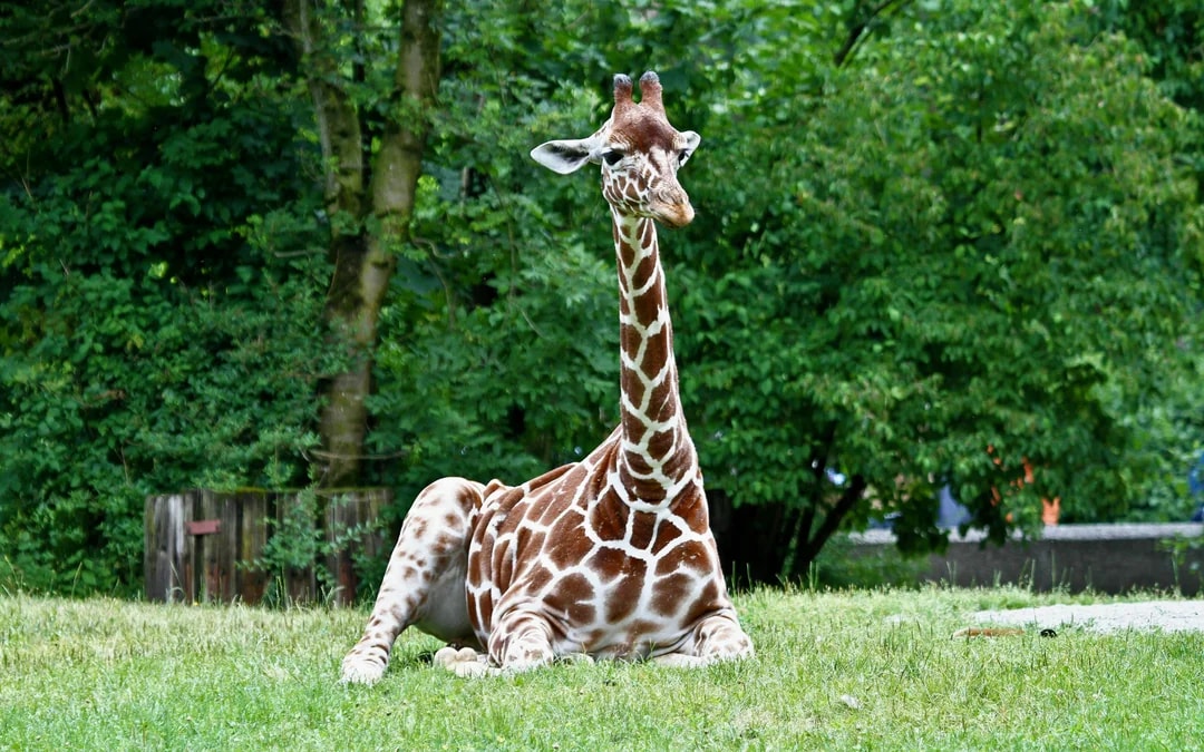 Hellabrunn Zoo Entry Tickets Image 10