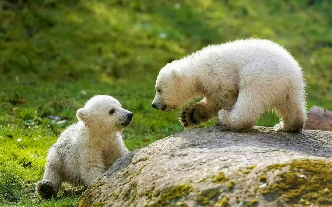 Hellabrunn Zoo Entry Tickets