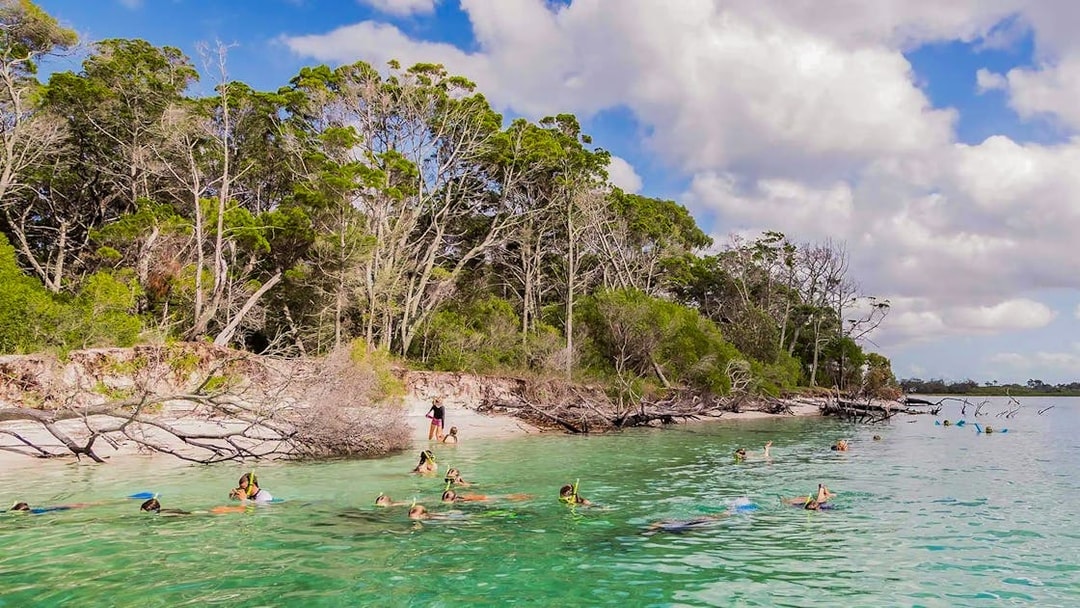 Tourists snorkelling near the shore of Fraser Island, K'gari, with lush greenery in the background.