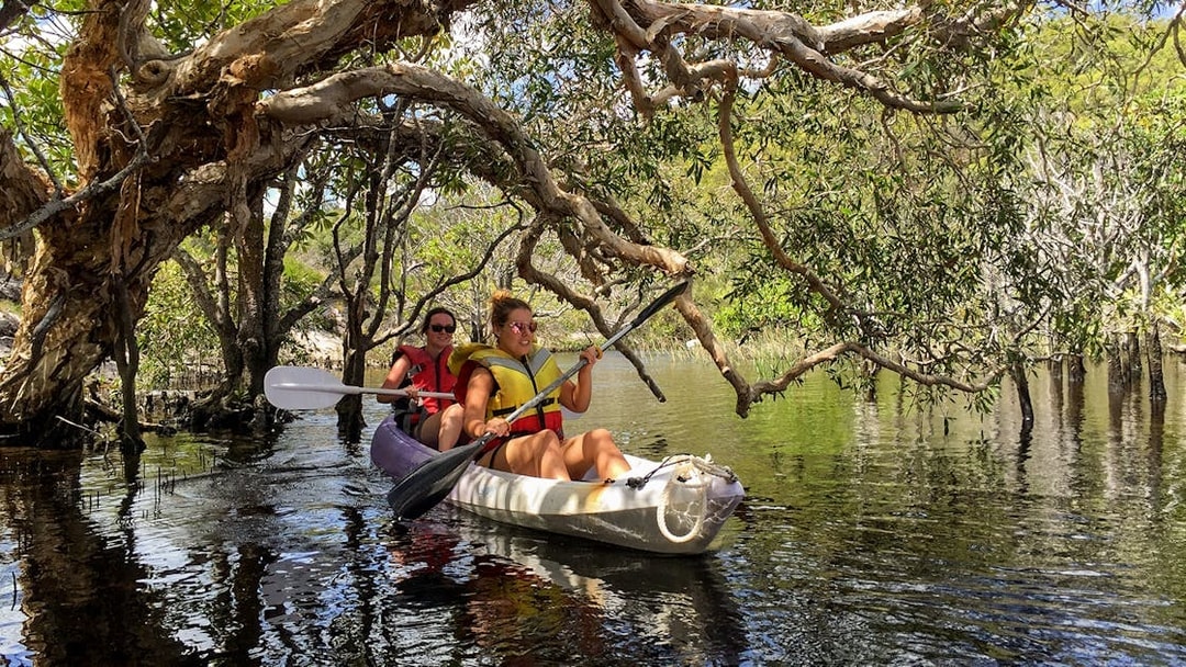 Kayaking through mangroves on K'gari (Fraser Island) during guided tour.