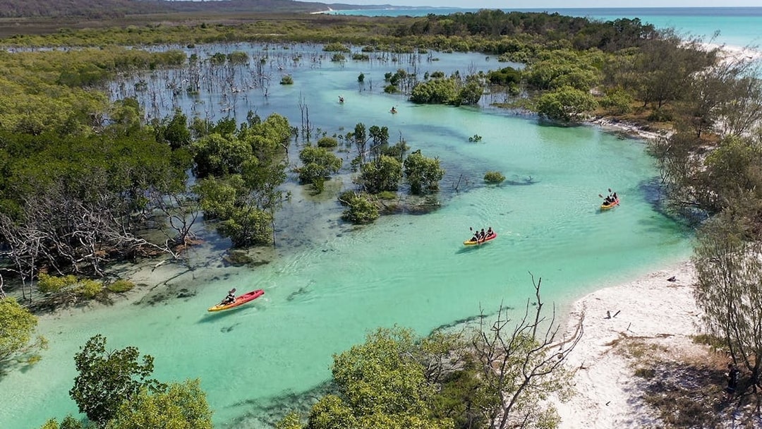 Kayakers exploring turquoise waters and lush mangroves on K'gari (Fraser Island) tour.