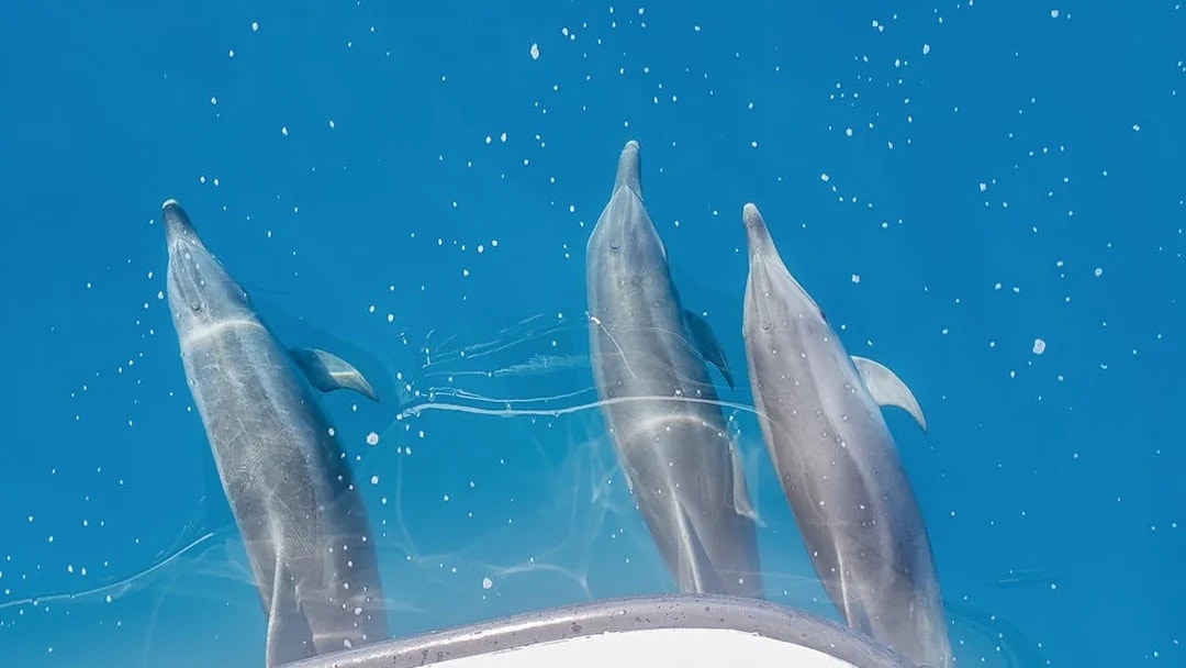 Dolphins swimming alongside a boat on a K'gari (Fraser Island) tour.