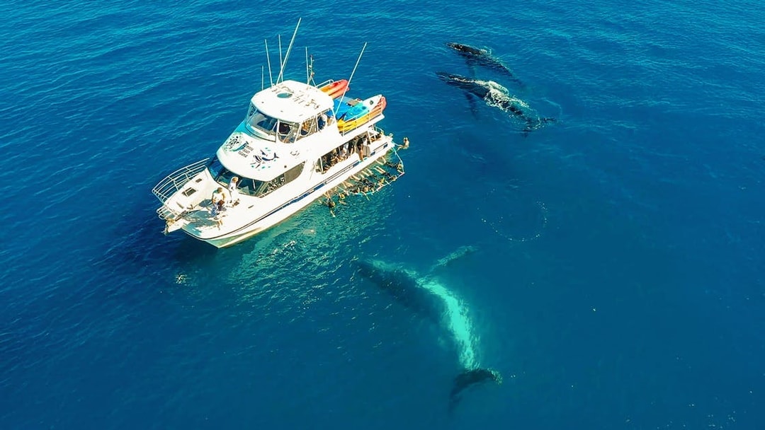 Aerial view of a boat near whales in Fraser Island waters, K'gari.