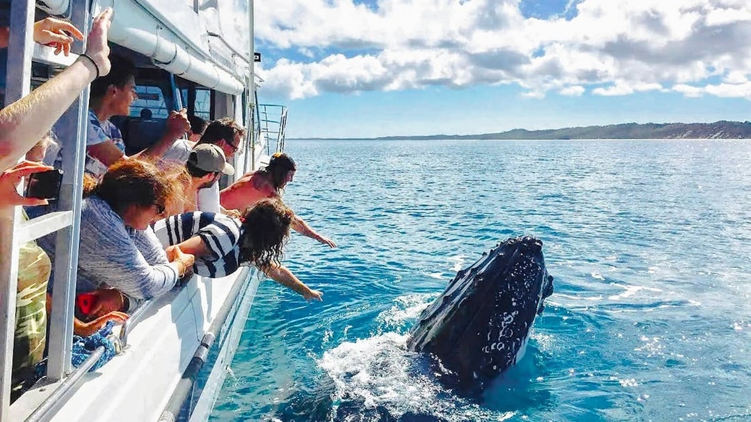Tourists on a boat watching a whale near Fraser Island, K'gari.