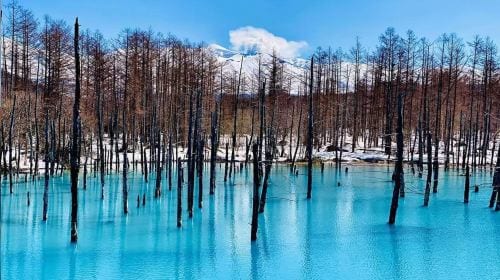 1-day tour to Hokkaido Forest Elf Terrace + Asahiyama Zoo + Shirahige Waterfall + Shirogane Blue Pond (Aoiike) Day Tours
