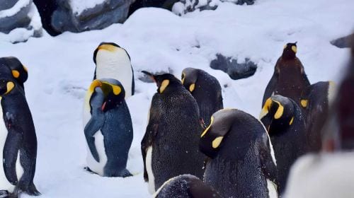 1-day tour to Hokkaido Forest Elf Terrace + Asahiyama Zoo + Shirahige Waterfall + Shirogane Blue Pond (Aoiike) Day Tours