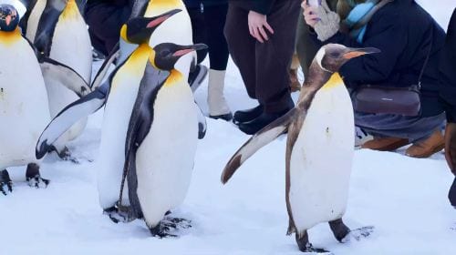 1-day tour to Hokkaido Forest Elf Terrace + Asahiyama Zoo + Shirahige Waterfall + Shirogane Blue Pond (Aoiike) Day Tours