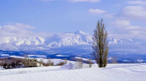 1-day tour to Hokkaido Forest Elf Terrace + Asahiyama Zoo + Shirahige Waterfall + Shirogane Blue Pond (Aoiike) Day Tours