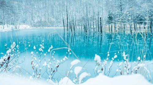 1-day tour to Hokkaido Forest Elf Terrace + Asahiyama Zoo + Shirahige Waterfall + Shirogane Blue Pond (Aoiike) Day Tours