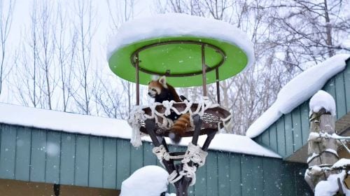 1-day tour to Hokkaido Forest Elf Terrace + Asahiyama Zoo + Shirahige Waterfall + Shirogane Blue Pond (Aoiike) Day Tours