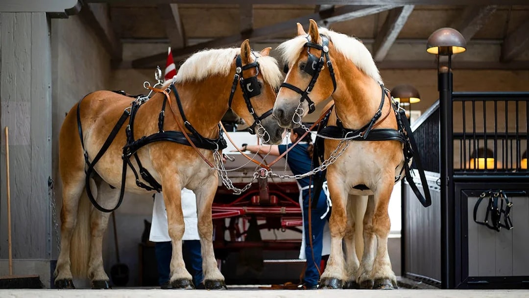 Two horses in harness inside the Carlsberg stables exhibit.