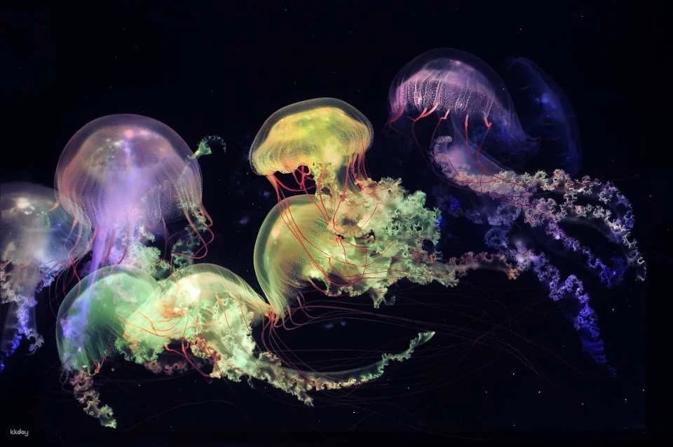Hong Kong Ocean Cube Discovery Center | Hong Kong’s first ocean experience center | 2-hour experience ticket. Day ticket to explore the museum｜A great place for parents and children