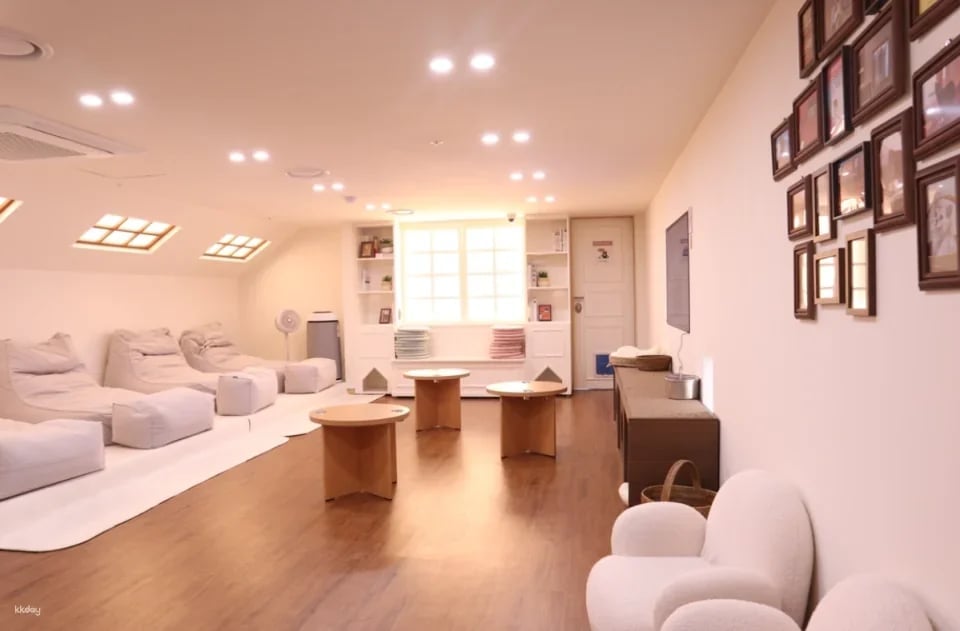 ROOF CAT ME Cat Cafe Weekday Discount Admission Ticket