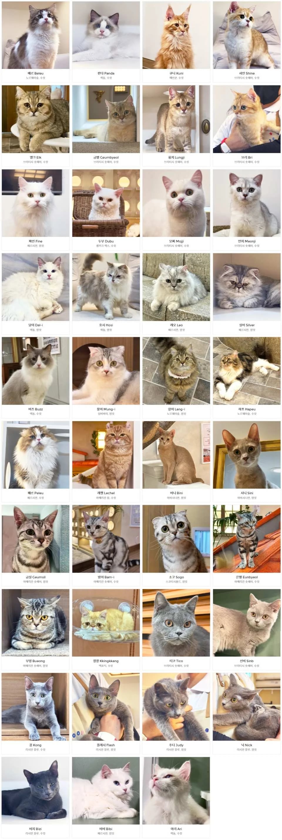 ROOF CAT ME Cat Cafe Weekday Discount Admission Ticket