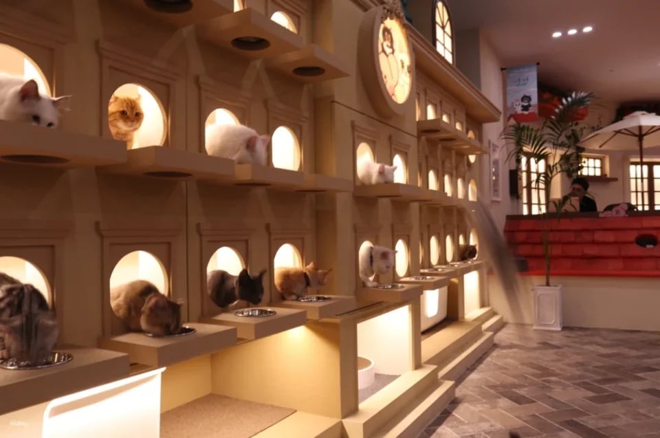 ROOF CAT ME Cat Cafe Weekday Discount Admission Ticket