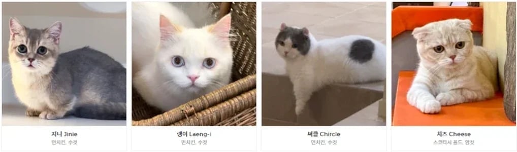 ROOF CAT ME Cat Cafe Weekday Discount Admission Ticket
