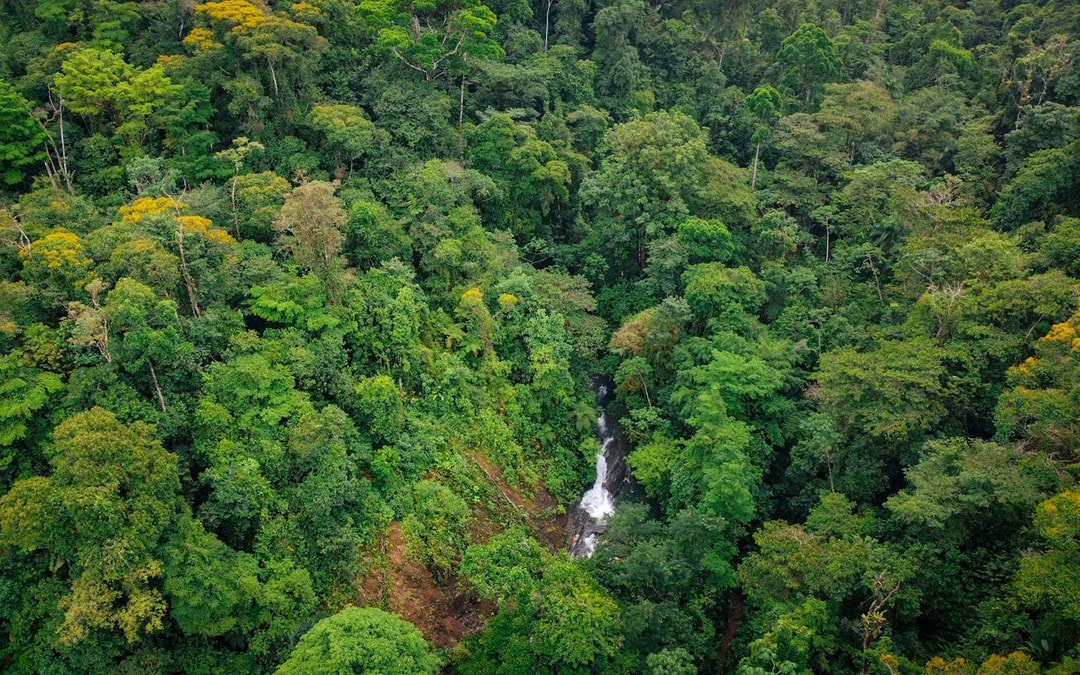 Horseback Riding Tour through the Jungle from Manuel Antonio Image 3