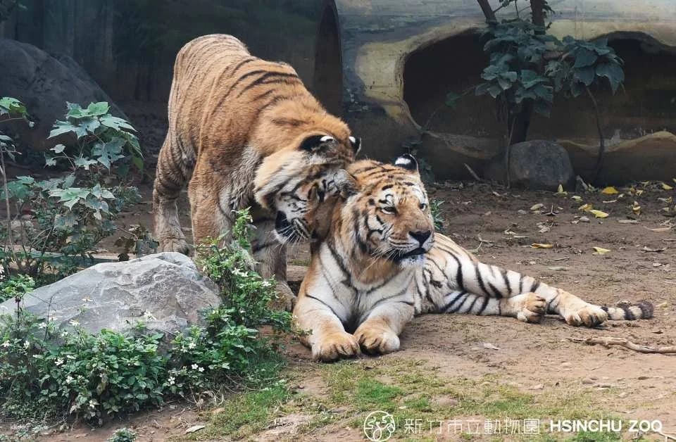 Hsinchu Zoo Tickets