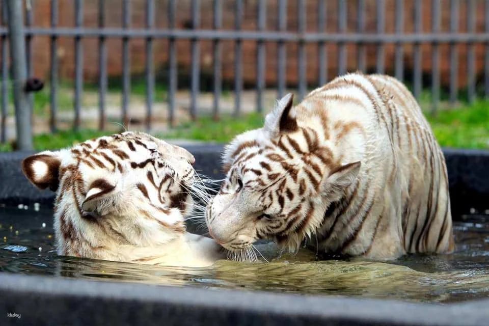 Hua-Hin: Safari & Adventure Park Admission Ticket | Thailand