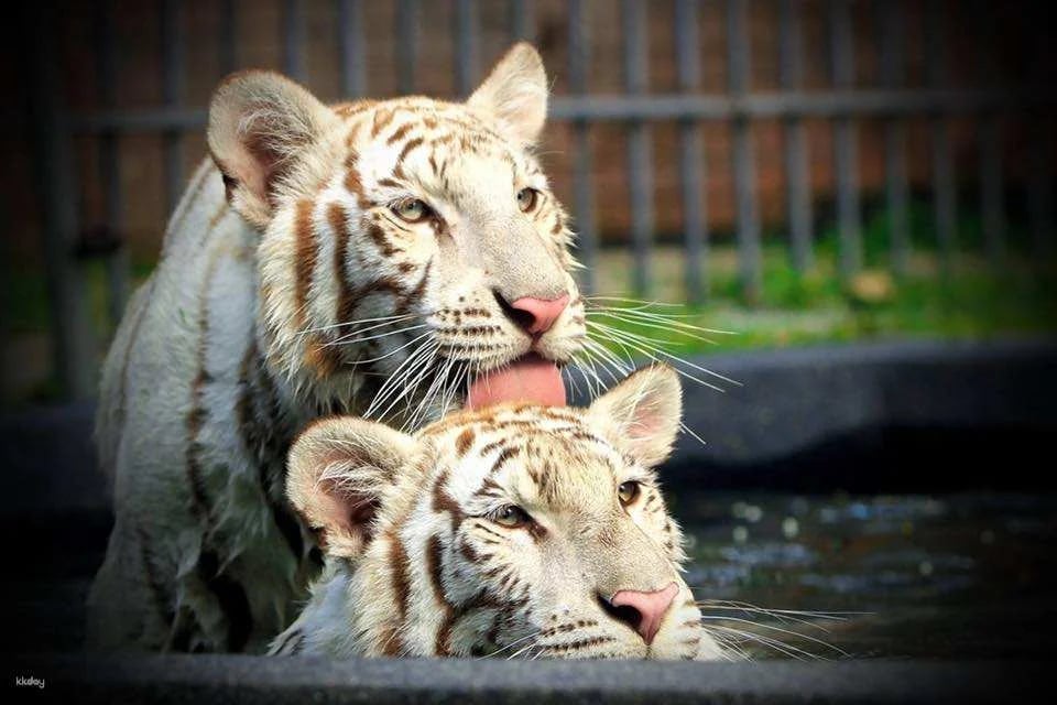 Hua-Hin: Safari & Adventure Park Admission Ticket | Thailand