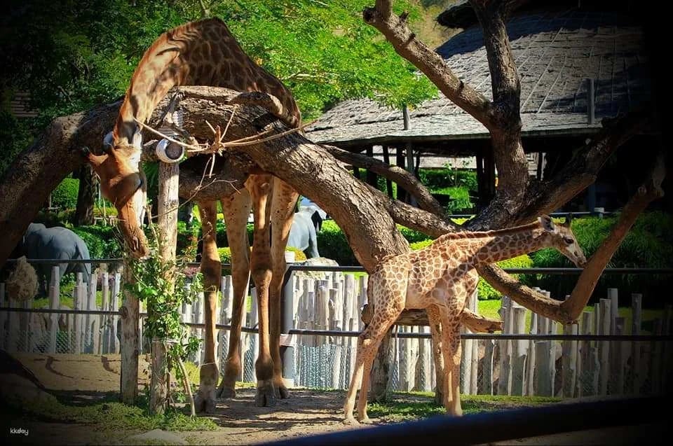 Hua-Hin: Safari & Adventure Park Admission Ticket | Thailand